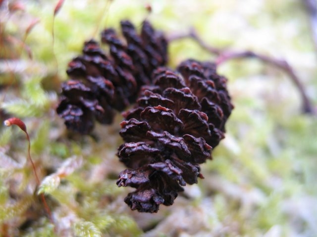 Chaton femelles d'aulne